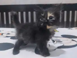 Persia, Hitam, Bulu Kapas, Buntut Besar