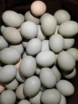 Telur Bebek Tinggi Protein