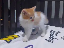 Persia oyen, jantan, bulu kapas
