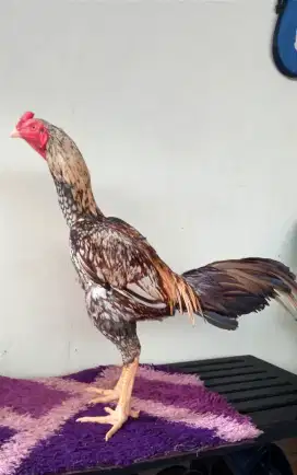 Ayam Bangkok Jalu