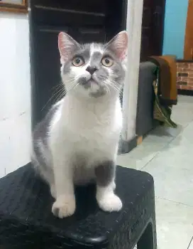 Bsh bicollor jantan