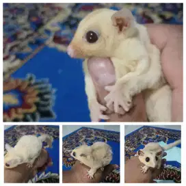 Sugar glider jinak