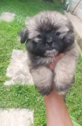 SHIHTZU MIX POM