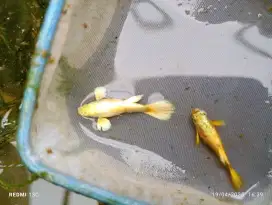 Sepasang ikan guppy gold