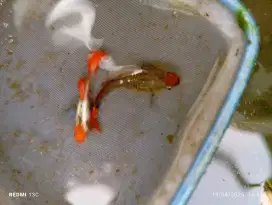 Ikan guppy tuxedo koi sepasang
