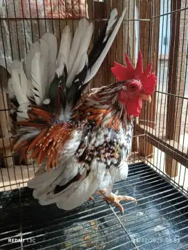 Ayam kate jantan blorok madu