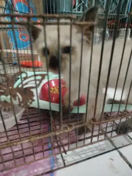 Dijual anak kucing