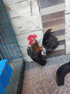 Ayam serama kate pilihan banyak