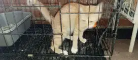 Free adopsi kucing