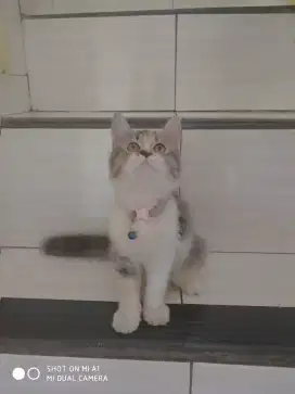 Kucing persia longhair