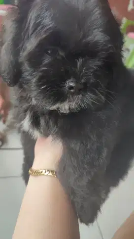 LOKASI BOGOR. Dijual anak anjing Shitzu x Poodle 2bulan