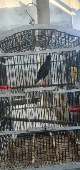 Jalak kebo+ kandang