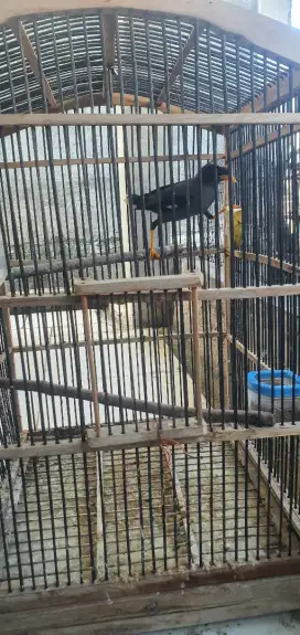 Jalak kebo+ kandang