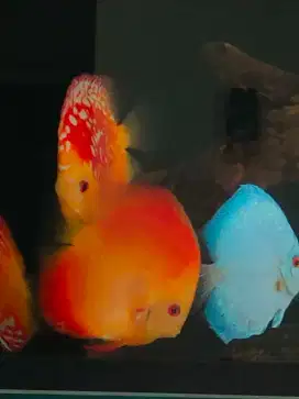 Ikan Discus 5 inch harga per ekor