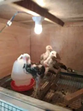Anak ayam ekor lidi murni
