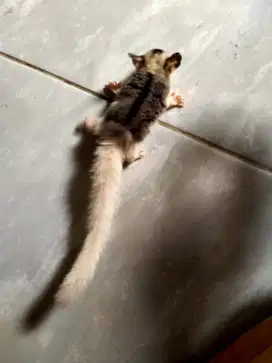 Sugar glider mozaik jantan usia 3 bulan