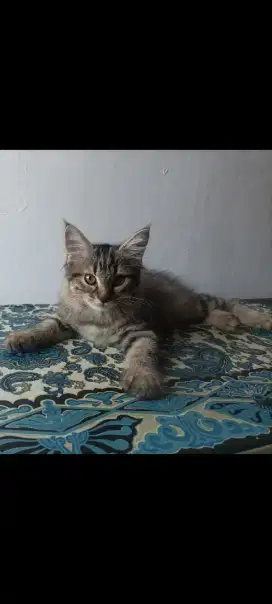 Kucing anakan Himalaya & Anggora
