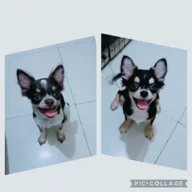 Chihuahua jantan