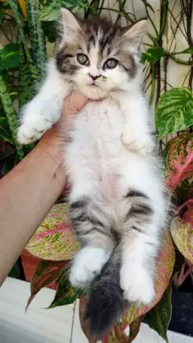 Kucing persia kitten