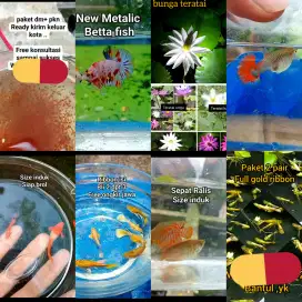 Ikan cupang ikan guppy ikan sepat hias daphnia magna teratai tanaman