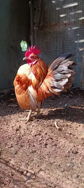 Ayam Serama Sepasang