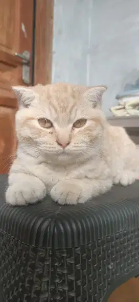 Scottish fold x BSH