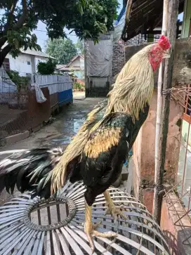 ayam jenis birkok
