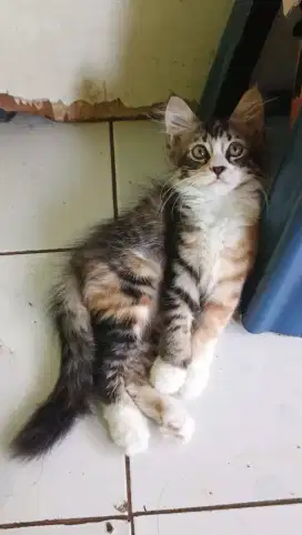Lepas adopt kitten mix dome