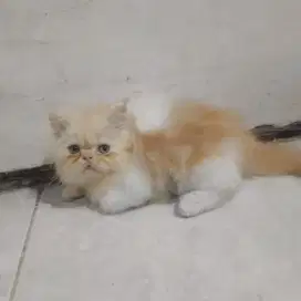 KUCING KITTEN FLATNOSE JANTAN
