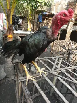 Ayam bangkok original