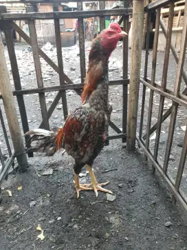 Ayam bangkok original