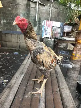 Ayam bangkok original