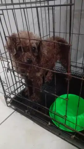 Poddle coklat betina , dijual cepat( NEGOO )