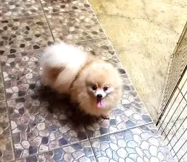 Mini pom no stb bulu kapas