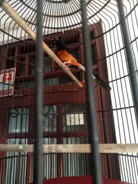 Jual burung murai batu, rajin bunyi isian lumayan dan burung masih md