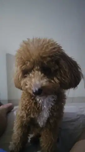 Dijual anjing poodle umur 1 tahun