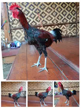 AYAM PELUNG ORI CIANJUR UKURAN 7  BIG. KUALITAS KONTES KHAS CIANJUR