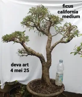 Bonsai ficus california B