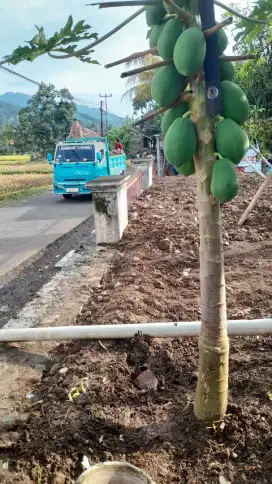 Di jual mahal tanah m