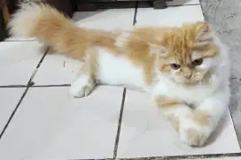 Persia Longhair