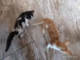 Open adopt kitten mixdom