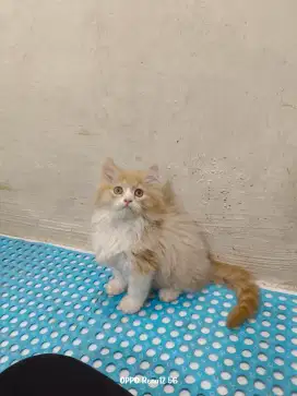 Kitten persia jantan