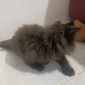 KUCING KITTEN MEDIUM JANTAN