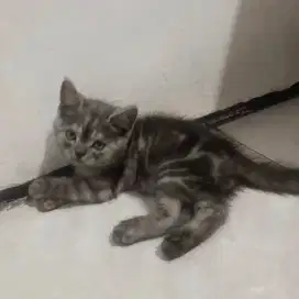 Kucing medium jantan