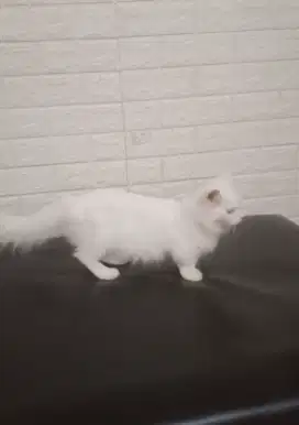 Munckin , kucing cebol betina