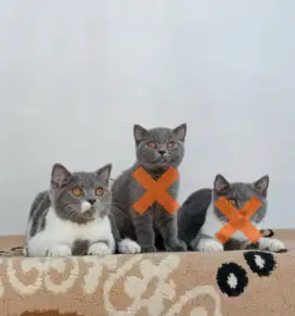 Kitten BSH (British Short Hair) Bicolour Blue Male 4 Month