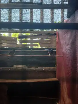 Sepasang Murai Batu Produksi