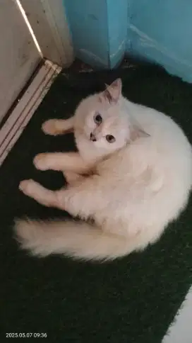 Lepas adopsi kucing mata odd eyes jengkel betina