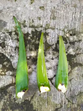 Pelepah Lidah Buaya Dewasa – Segar, Tebal, dan Siap Olah