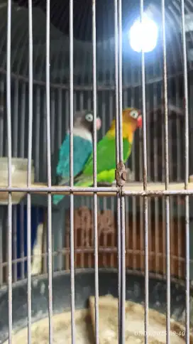 Dijual burung lovebird burja